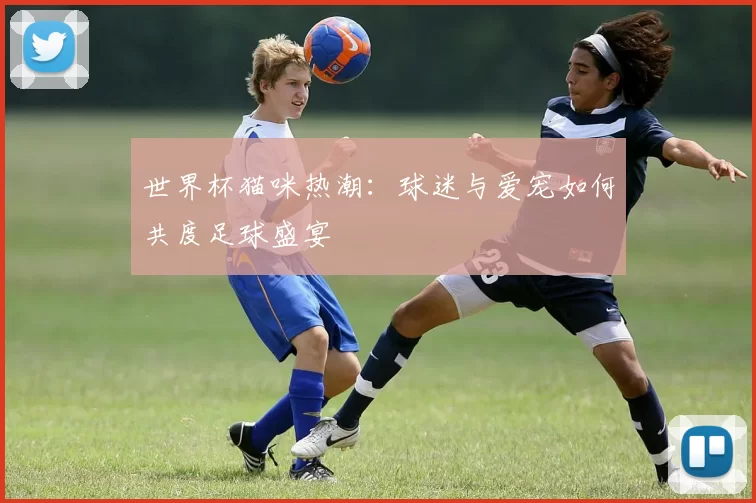 世界杯猫咪热潮：球迷与爱宠如何共度足球盛宴